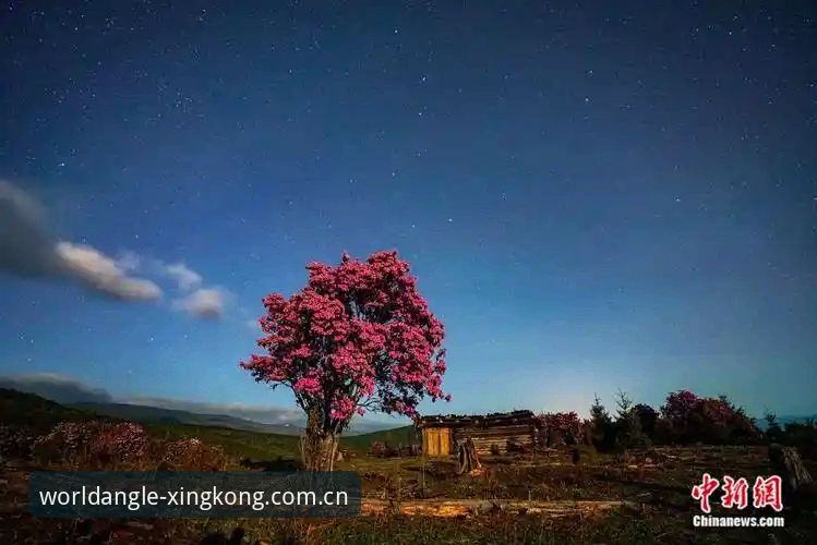 星空中国官方主站登陆页的5个隐藏细节